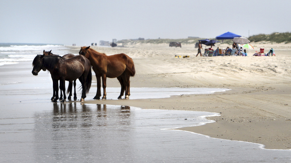 North Carolina S Wild Horses Expected To Survive Hurricane Wlos File In This July 25 2017 Photo A Group Of Wild Horses Cools Off The Ocean Breeze On Beach Corolla N C As North Carolina Braces For
