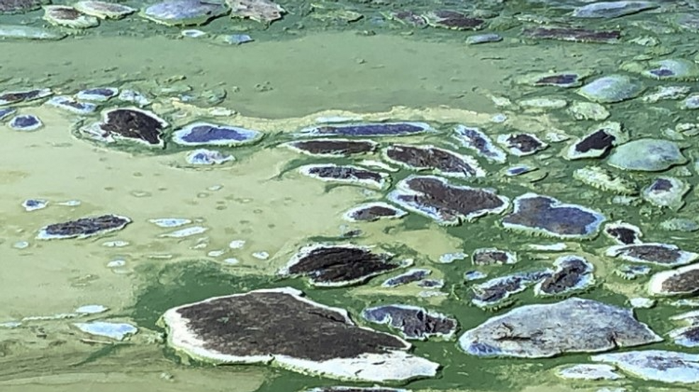 More Algae Found In Lake Okeechobee Health Alert Issued WTVX