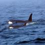 Researcher who tracks whales declares orca dead
