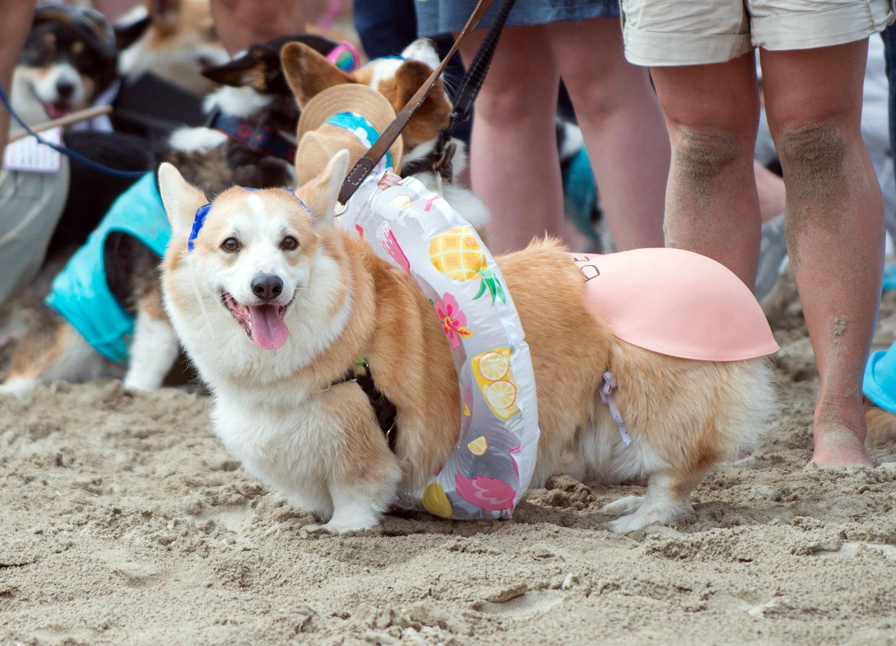 Photos Corgis Fill Cannon Beach Ore For Annual Corgi Beach Day KVAL