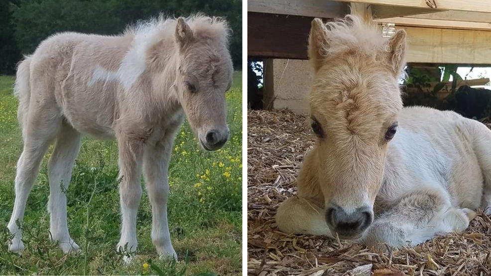 Missing South Carolina Miniature Pony Pikachu Reportedly Found Dead Wciv