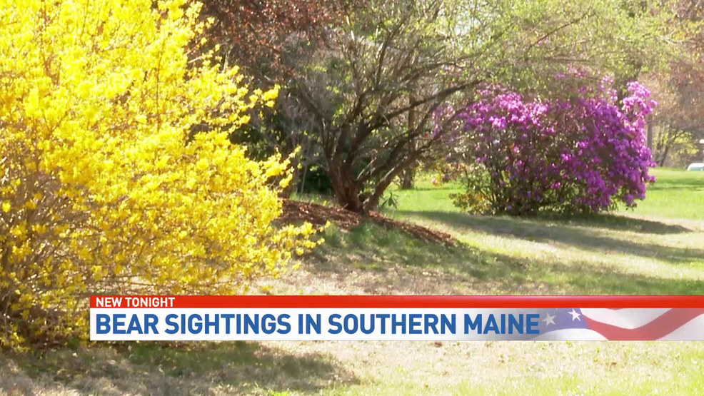 Bear sightings in Southern Maine WGME