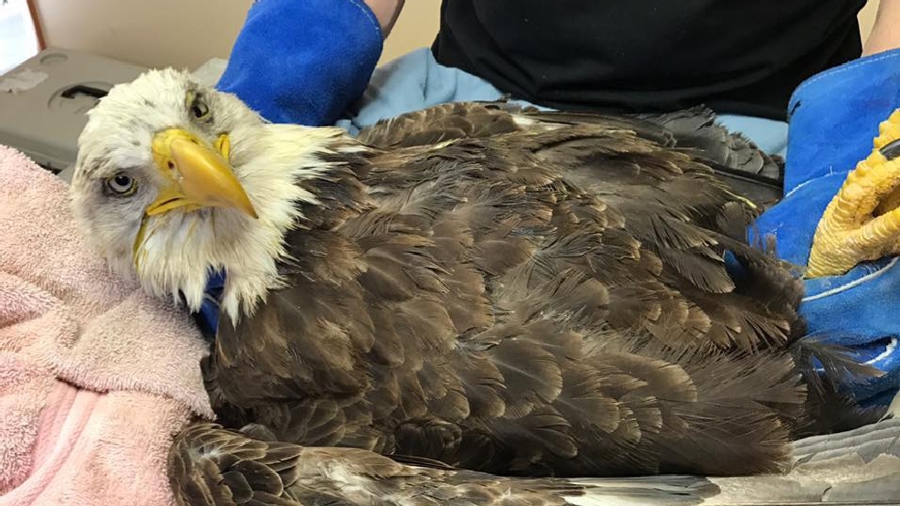 Lead Poisoning Kills Bald Eagle At Pennsylvania Center WHP lead-poisoning-kills-bald-eagle-at-pennsylvania-center-whp