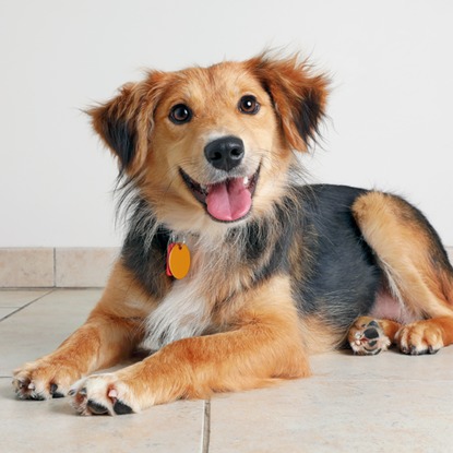 most popular little dogs