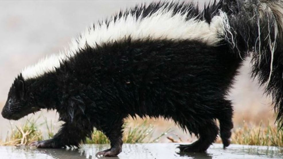 Confirmed cases of rabies decrease in Arkansas | KATV